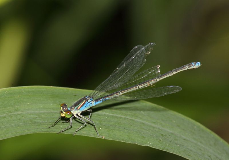 identificazione libellula delta Danubio